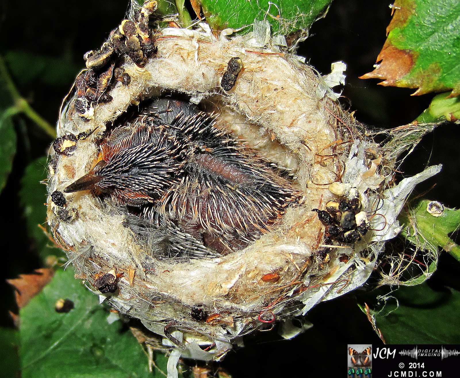 Allens Hummingbird Chick in Nest